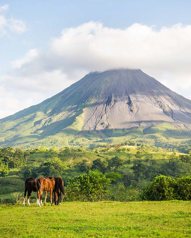 Gree-Lizard-Costa-Rica-Tours-03