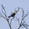 Sunset Birdwatching Boat Tour at Lake Arenal - Image 6