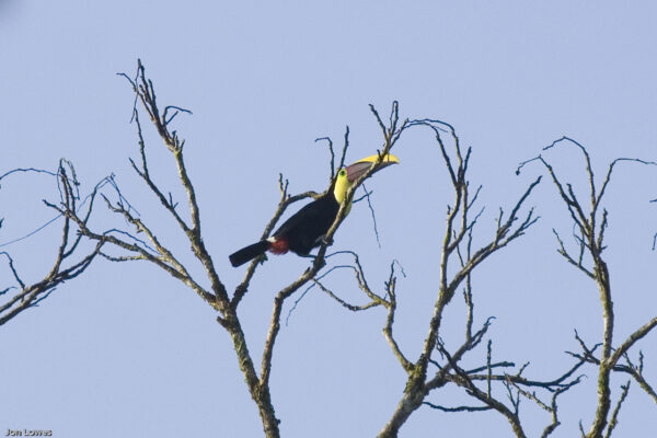 Sunset Birdwatching Boat Tour at Lake Arenal - Image 6