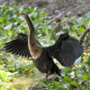 Sunset Birdwatching Boat Tour at Lake Arenal - Image 7