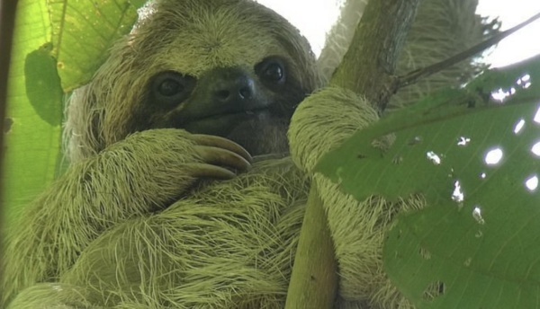 Sloth Tour - Image 2